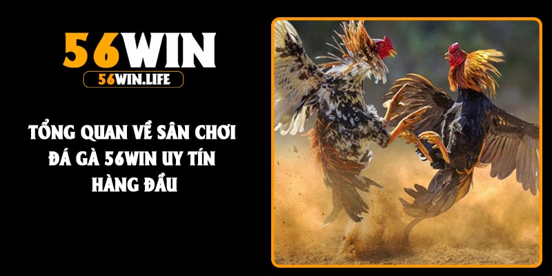 Tổng quan về sân chơi Đá gà 56Win uy tín hàng đầu